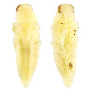 Diadoxus erythrurus, PL5443, pupa, from Callitris gracilis dead stem base, MU